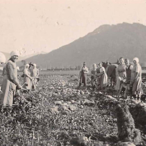 Krankenhaus Personal beim Ernten von Runkelrüben in Söcking. 1930 war eine Rekordernte