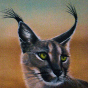 Caracal