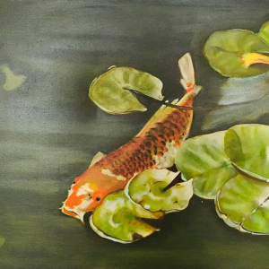 Koi