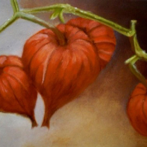 Physalis