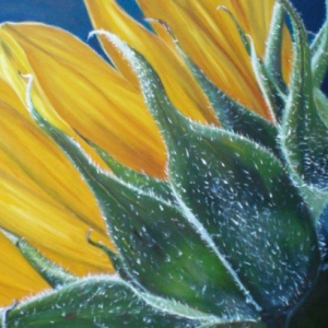 Sonnenblume