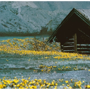 Gelbe Blüten