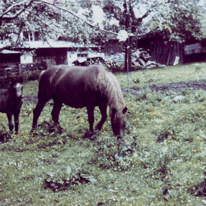 Pferde im Garten vom Unterkrumbacher