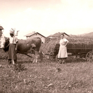 Heuernte vor den ersten Rohbauten der Siedlungsgemeinschaft Bausparheim, ca. 1966, Peter-Mitterhofer-Weg