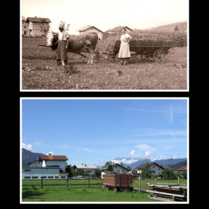 Ca. 1966 Peter-Mitterhofer-Weg, Heuernte vor den ersten Rohbauten der Siedlergemeinschaft Bausparerheim