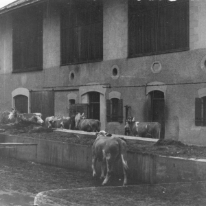 Schachtner-Graus Stall mit markanten Bögen